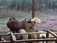 Ovan, Arashan sheep — fotografija 1