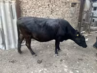 Krowa, Swiss cattle — zdjęcie 2
