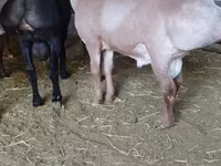 Montone, Arashan sheep — foto 2