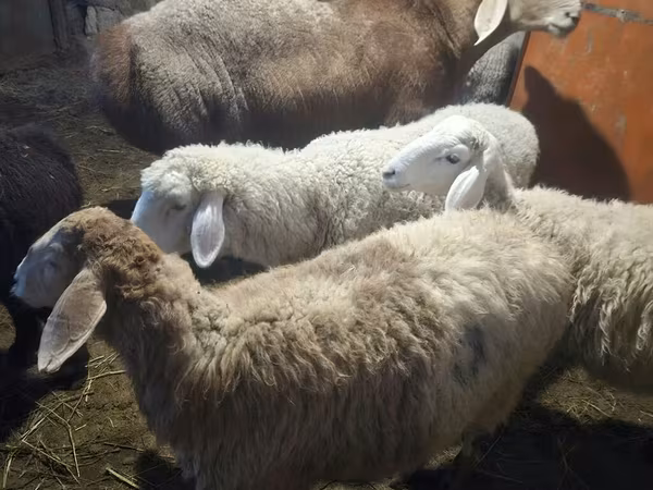 Ovan, Arashan sheep