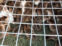 Guinea fowl — foto 3