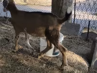 암염소, Nubian Goat — 사진 8
