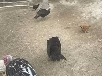 Turkeys — รูปภาพ 4