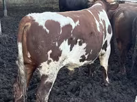 Býk, Simmental cattle — foto 8