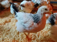 Chickens — акс 1