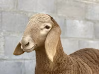 Beran, Arashan sheep — foto 2