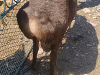 Widder, Hissar sheep — Foto 3