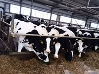 母牛, Holstein breed — 照片 1