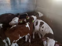 Touro, Vaca Limousine — foto 1