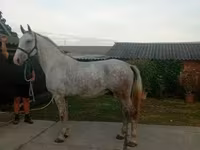 Kůň, Lipizzaner — foto 2
