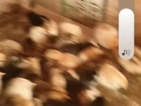 Chickens — الصورة 4
