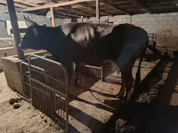 Vacă, Swiss cattle — foto 1