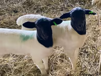 Brebis, Dorper sheep — photo 1