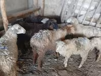 میش, گوسفند — عکس 7