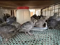 Quails — photo 1