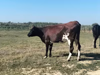 Krowa, Bydło — zdjęcie 2