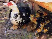Ducks — 写真 1