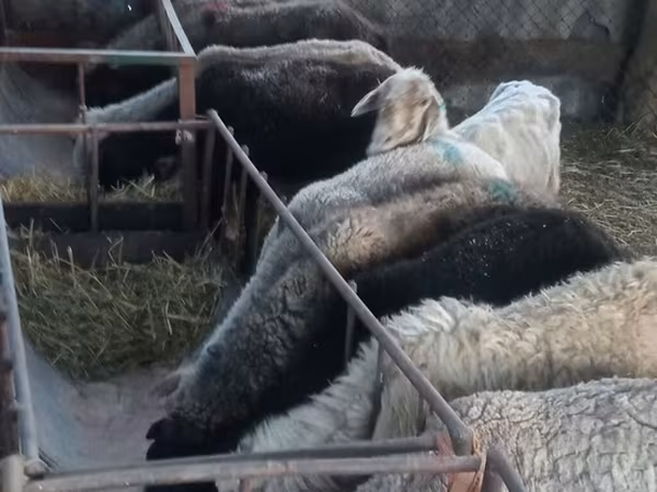 Sheep, Sheep — Kyrgyzstan
