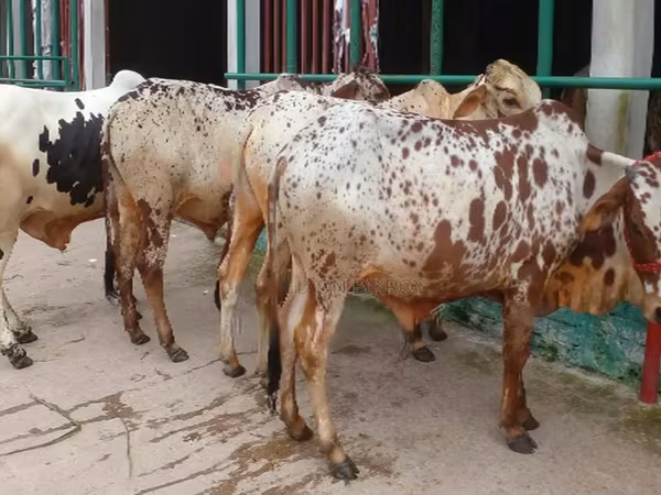 Bò đực, Gia súc — Bangladesh