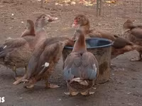 Ducks — foto 4