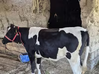 Mucca, Russian Black pied cattle — foto 2