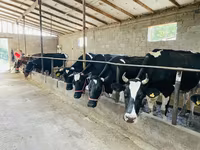 گائے, Russian Black pied cattle — تصویر 1