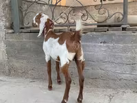 Koza, Kamori goats — foto 2