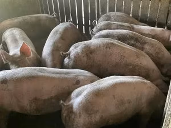 Eber, Schweine