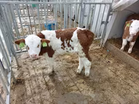 گاو نر, Simmental cattle — عکس 4