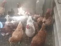Chickens — الصورة 1