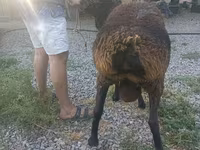 Ram, Schapen — foto 5