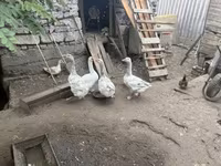 Geese — zdjęcie 1