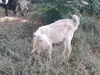 Ged, Nubian Goat — foto 7