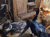Ducks — foto 2