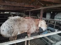 Beran, Edilbay sheep — foto 7