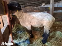 نعجة, White Suffolk sheep — الصورة 3