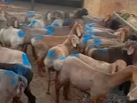 แกะตัวผู้, Rhon sheep — รูปภาพ 2