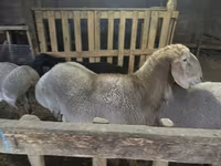 Montone, Arashan sheep — foto 2