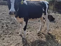 Крава, Russian Black pied cattle — снимка 4