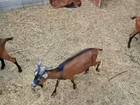 Kozel, Alpine goat — foto 3