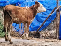 Ko, Simmental cattle — foto 7