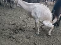 Kambing betina, Beetal goats — foto 5