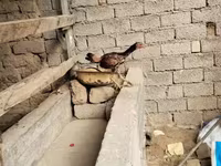 Chickens — Foto 5