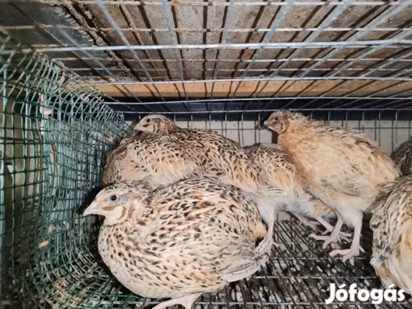 Quails