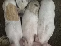 Babi hutan, Мангалица — foto 1