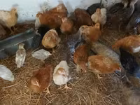 Chickens — zdjęcie 2