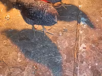 Australorp — foto 2