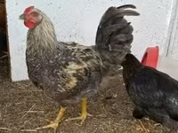 Chickens — 2. fotó