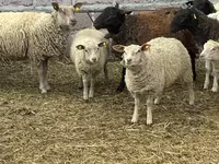 Carnero, Dorper sheep — foto 8