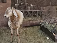 แกะตัวผู้, Arashan sheep — รูปภาพ 5